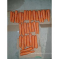 Wholesale sell fresh lowest carrot
